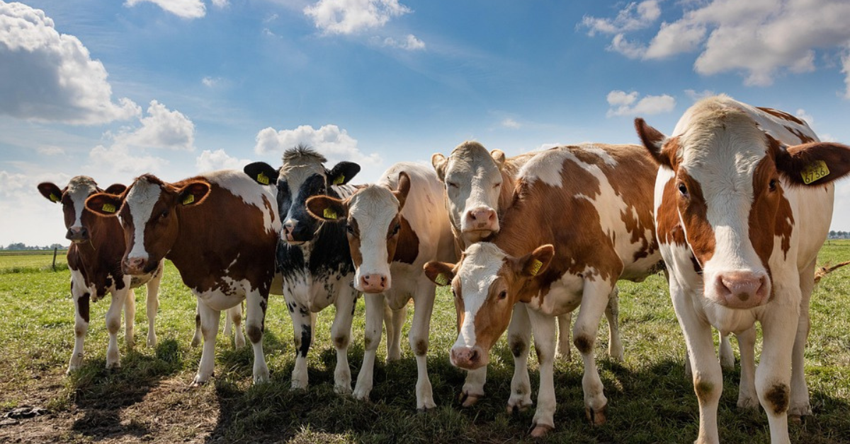 Blog - jak napájet dobytek